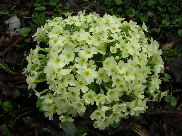 Primula vulgaris / Primula comune